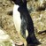 Rockhopper Penguin